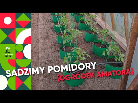 Planting tomatoes in a greenhouse. How to plant tomatoes?