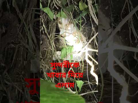 @krishik6549 #Me and Kunal Da gave food to Sundari in the jungle#Sundari#Sundari#Street dog 🐕🐶