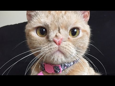 Meet Butters, The Adorable Cat With Manx Syndrome And A Chromosomal Abnormality Who Is Thriving