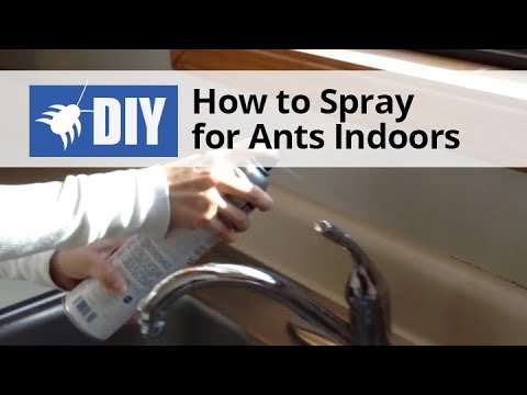  How to Spray for Ants Indoors Video 