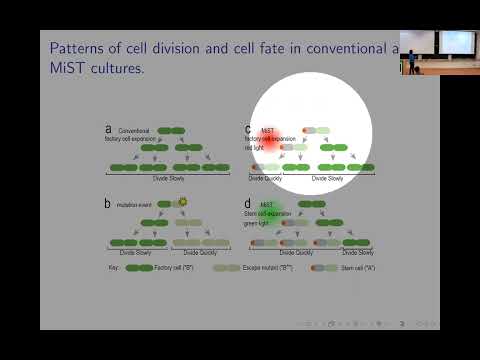 Mathematical modeling of population structure in bioreactors seeded with LC microbial stem cells