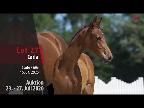Westfälische Online Auktion 23. - 27. Juli: Lot 27 Carla Stute v. Cashmere - Clintissimo
