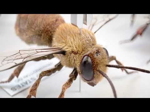 TEDx Sydney: Legacy | Best Title / End Credit Sequence | 2020 One Screen Winner