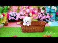 White Teacup Pomeranian Zoe