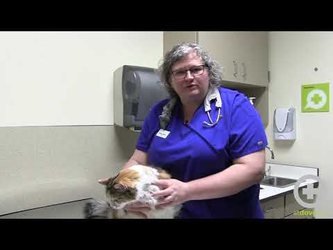 Considerations for Scruffing Feline Patients