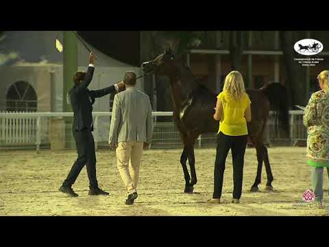 N 72 LAZEEZ AL SHAHANIA