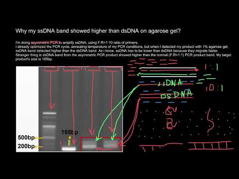 Why ssDNA band showed higher than dsDNA on agarose gel?