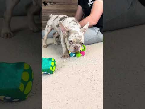 Video 3