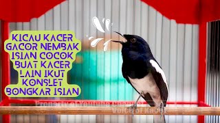 Download lagu Kicau Kacer Gacor Nembak Isian Cocok Buat Kacer Lain Ikut Konslet Bongkar Isian || Voice of Kacer mp3