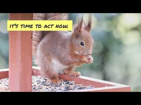 4 Cat Proof Bird Feeder Designs Explained - Keep the birds safe from those kitties!