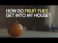 How Do Fruit Flies Get into My House?