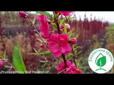 download lagu mp3 mp4 Prunus Persica Red Peachy, download lagu Prunus Persica Red Peachy gratis, unduh video klip Prunus Persica Red Peachy