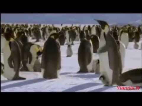 Nice Little Penguins -  I Am Flying