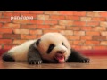 baby panda's cute voice