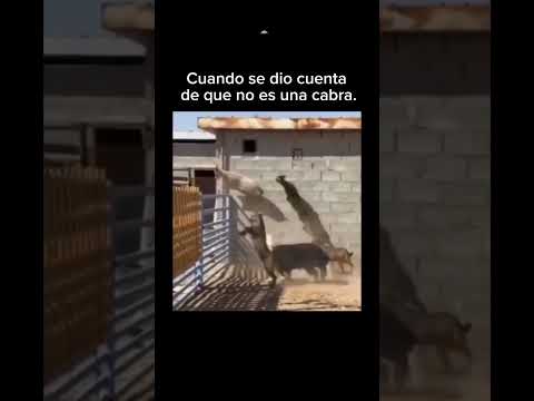 Cuando se dio cuenta de que no es una cabra.