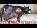 दुधारू नस्ल की झोटी बढ़िया Adder Kwality दूध द�