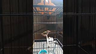 Download lagu Prenjak lumut jinak calon brennn rapat mp3