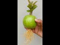 Grow Guava Trees From Guava Grow Big Guava At Home Shorts