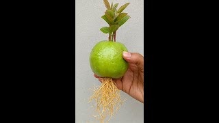 Grow guava trees from guava | grow big guava at home #shorts