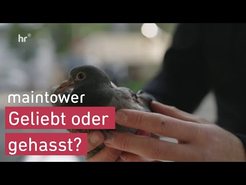 Taubenschutz | maintower