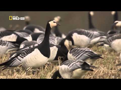Bird of Habibah - Raptors birding in the garden of eden