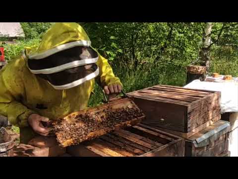 Пчеловодство. Медосбор. Начало взятка с гречихи в августе. проверяю как заливают пчёлы магазины.