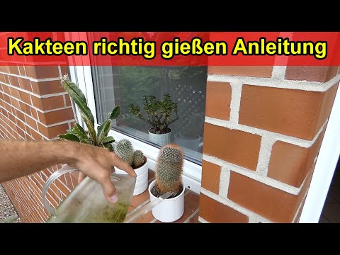 Kakteen richtig gießen – Kaktus & Sukkulenten wässern – Ab wann, wie oft im Frühjahr, Sommer, Winter