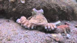 preview picture of video '08/03/2014 Mordoğan Ahtapot - Octopus Part 4/4'