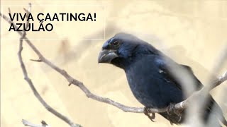 Miniatura do vídeo