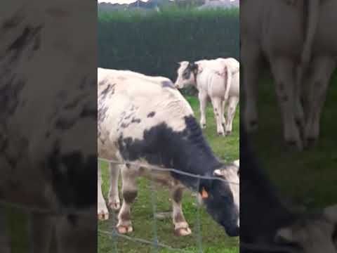 Krava - tele, Belgijska plava.