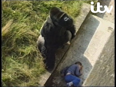 Jambo the Gorilla: The Gentle Giant  - 1986