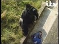 Jambo The Gorilla The Gentle Giant 1986