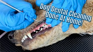 No Sedation😲?!?! A Dog Dental Cleaning Done At Home ✅ Tartar bulid up removed by scaling teeth!
