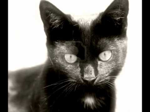 Old Black Cat