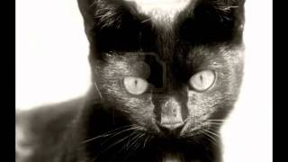 Old Black Cat Music Video