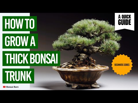 “How to Grow a Thick Bonsai Trunk.” : “Beginner’s Guide to Bonsai Tree Care.”