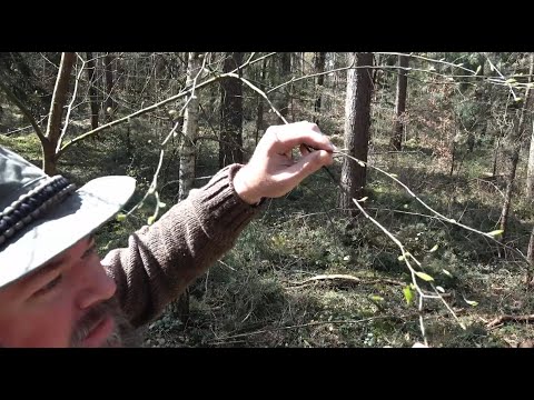 Unterwegs im Hardtwald - SCQÜP #12