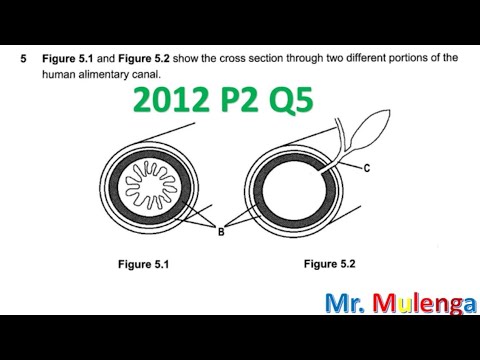 2012 G12 BIOLOGY PAPER 2 Q5-DIGESTION