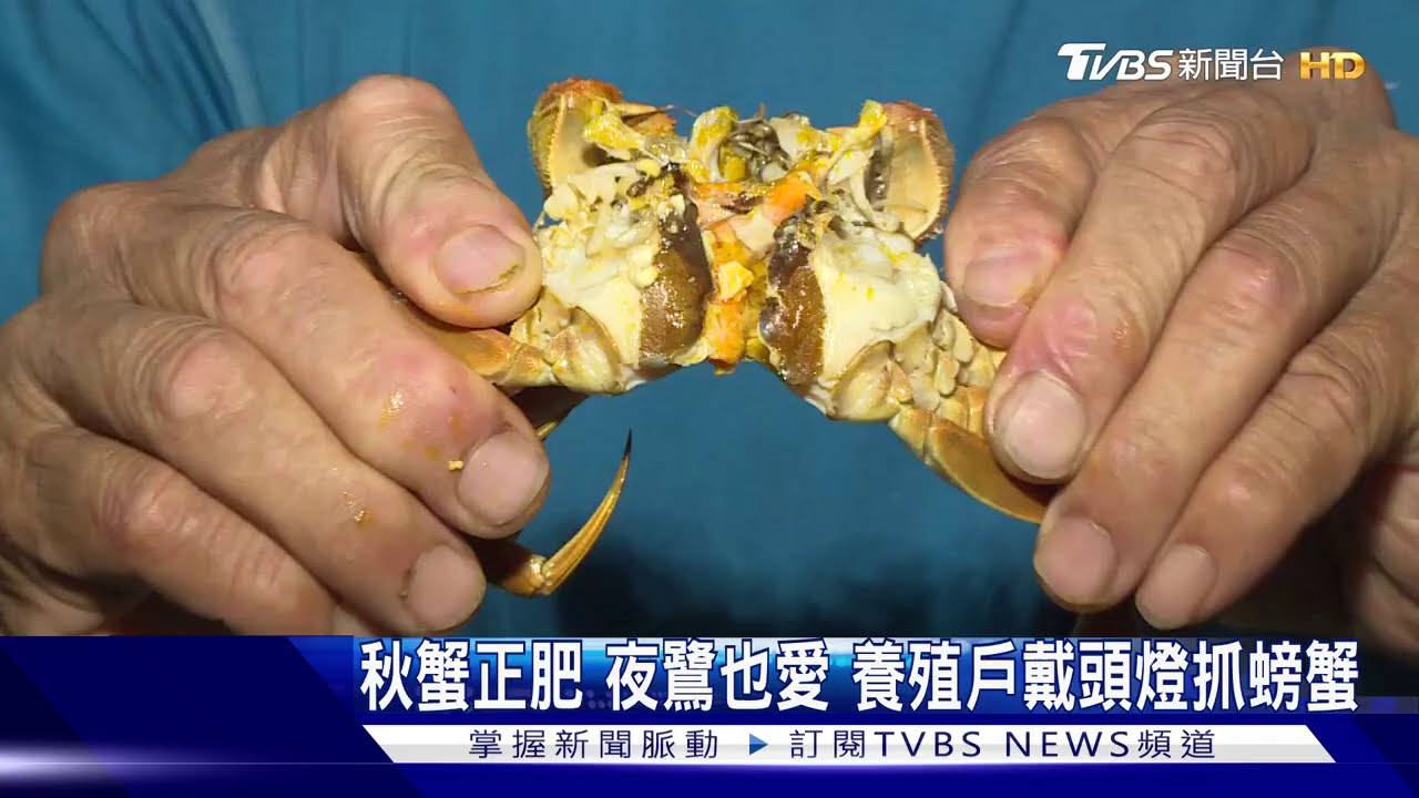 秋蟹正肥夜鷺也愛 養殖戶戴頭燈抓螃蟹