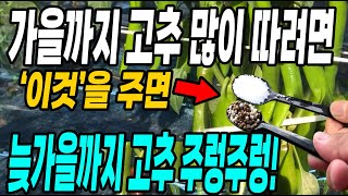 늦가을까지 고추 많이따는 가장 확실한 방법! 이것을 줘야 늦가을까지 고추가 주렁주렁!