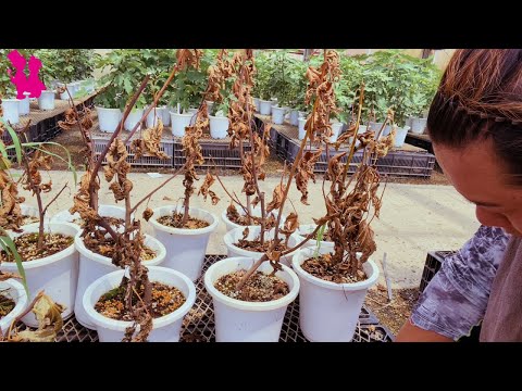 一般的なイチジクの木について詳しく解説