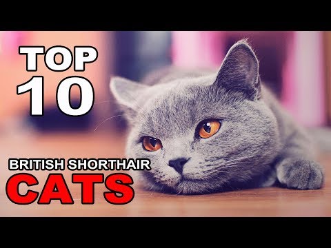 TOP 10 BRITISH SHORTHAIR CATS BREEDS