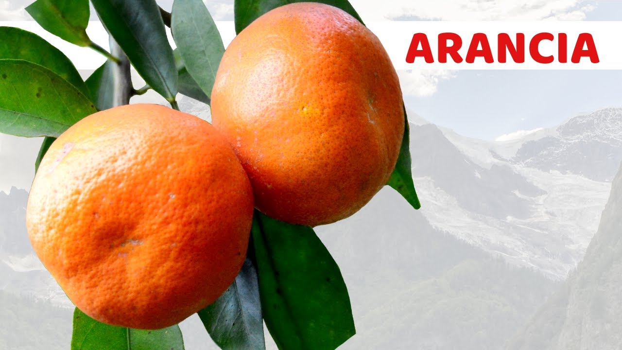 Watch Now Mangiare 1 arancia la sera fa queste cose al tuo corpo | Quali sono i vantaggi dell'arancia Mangiare 1 arancia la sera fa queste cose al tuo corpo | Quali sono i vantaggi dell'arancia