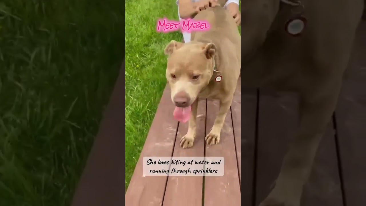 Mabel, a Adoptable Mixed Breed in Plain City, OH video 4/6