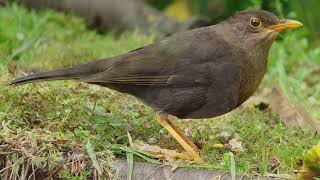 Download lagu Masteran anis gunung / anis gading mp3 Download lagu Masteran anis gunung / anis gading mp3