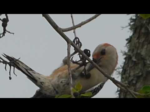 nature in my backyard episode 223 (HD)