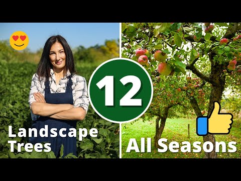 THE 12 BEST LANDSCAPE TREES!!! for All Seasons 🌳🌲