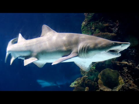image-Where does the sand shark live?