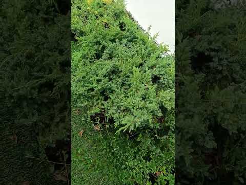 Кизильник горизонтальный (Cotoneaster horizontalis) - фото 1 - id-p3103444827