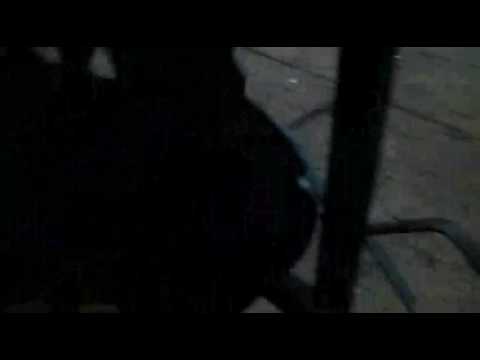 Todos los. Perros de Luis Carlos